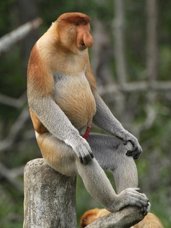 thomas-marent-proboscis-monkey-male-sitting-with-an-erect-penis-nasalis-larvatus-sabah-borneo-malaysia_a-l-9004509-14258389.jpg