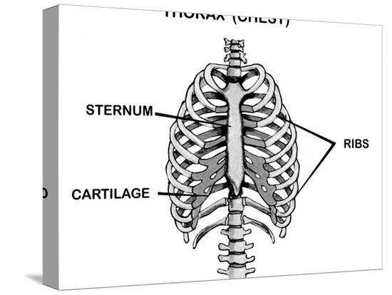 Thorax Chest Labeled Rib Cage Sternum Photographic Print ...