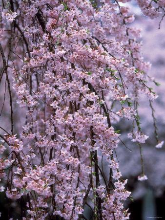 Weeping Cherry Tree Photographic Print at Art.com