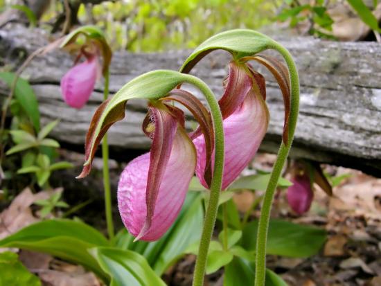 Three Pink Lady's Slipper Flowers Nod their Heads by a Fallen Log ...