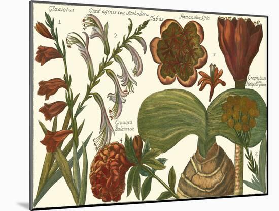 Printed Arena Botanical II-Vision Studio-Mounted Art Print