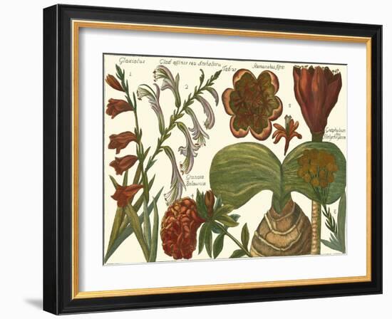 Printed Arena Botanical II-Vision Studio-Framed Art Print