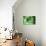 Printed Circuit Board-Arno Massee-Photographic Print displayed on a wall