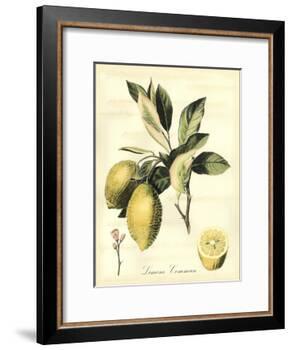 Printed Tuscan Fruits II-Vision Studio-Framed Art Print
