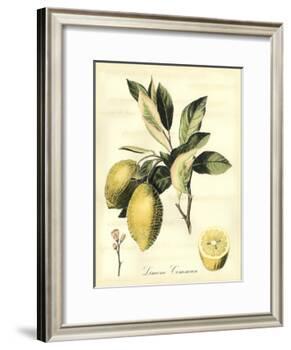 Printed Tuscan Fruits II-Vision Studio-Framed Art Print