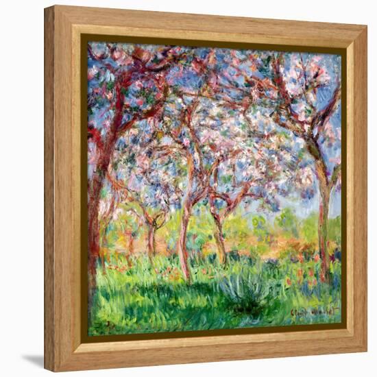 Printemps a Giverny, 1903-Claude Monet-Framed Premier Image Canvas