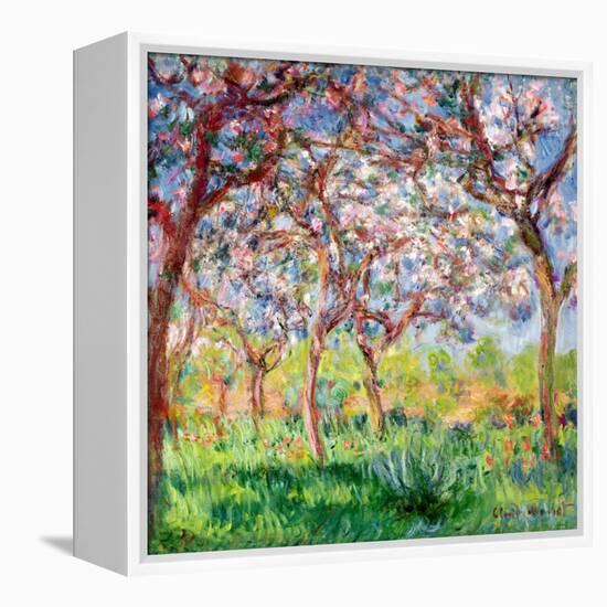 Printemps a Giverny, 1903-Claude Monet-Framed Premier Image Canvas