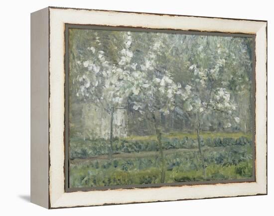 Printemps. Pruniers en fleurs, dit : Potager, arbres en fleurs, printemps, Pontoise-Camille Pissarro-Framed Premier Image Canvas