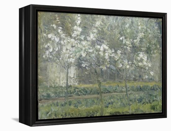 Printemps. Pruniers en fleurs, dit : Potager, arbres en fleurs, printemps, Pontoise-Camille Pissarro-Framed Premier Image Canvas