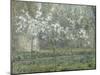 Printemps. Pruniers en fleurs, dit : Potager, arbres en fleurs, printemps, Pontoise-Camille Pissarro-Mounted Giclee Print