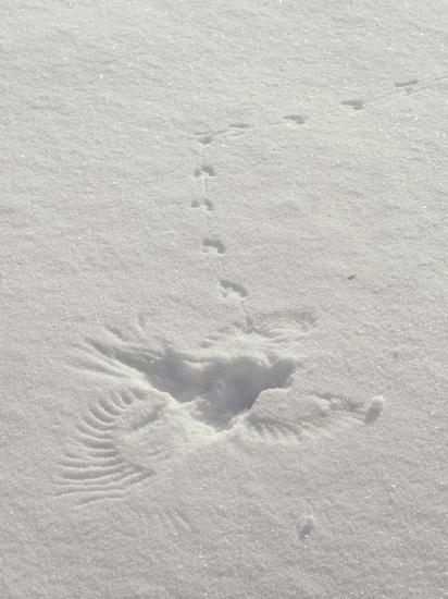 prints in the snow
