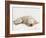 Printz-Rachael Hale-Framed Photo