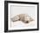 Printz-Rachael Hale-Framed Photo