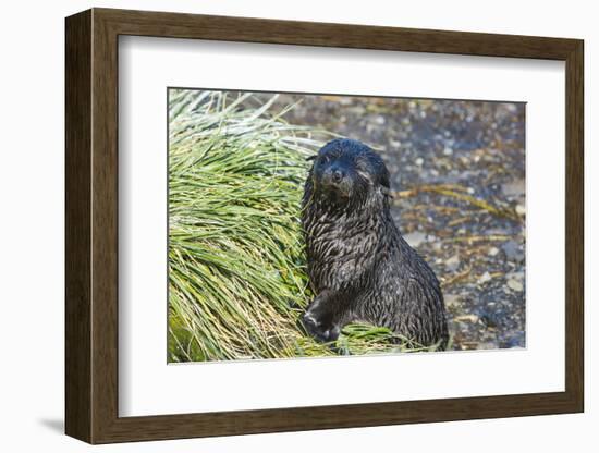 Prion Island, South Georgia, Antarctica, Polar Regions-Michael Runkel-Framed Photographic Print