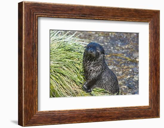 Prion Island, South Georgia, Antarctica, Polar Regions-Michael Runkel-Framed Photographic Print