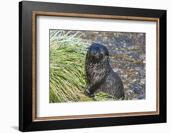 Prion Island, South Georgia, Antarctica, Polar Regions-Michael Runkel-Framed Photographic Print