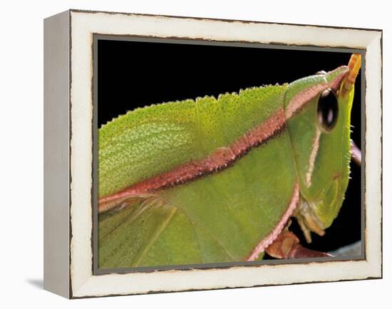 Prionolopha Serrata (Serrate Lubber Grasshopper)- Portrait-Paul Starosta-Framed Premier Image Canvas