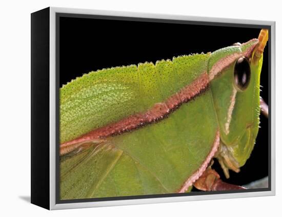 Prionolopha Serrata (Serrate Lubber Grasshopper)- Portrait-Paul Starosta-Framed Premier Image Canvas