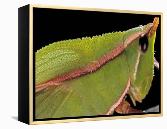 Prionolopha Serrata (Serrate Lubber Grasshopper)- Portrait-Paul Starosta-Framed Premier Image Canvas