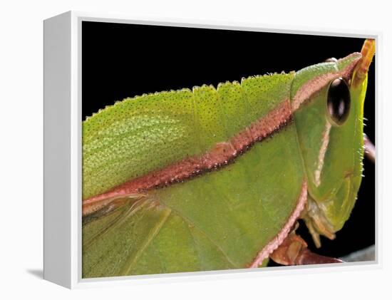 Prionolopha Serrata (Serrate Lubber Grasshopper)- Portrait-Paul Starosta-Framed Premier Image Canvas