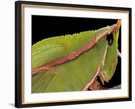 Prionolopha Serrata (Serrate Lubber Grasshopper)- Portrait-Paul Starosta-Framed Photographic Print