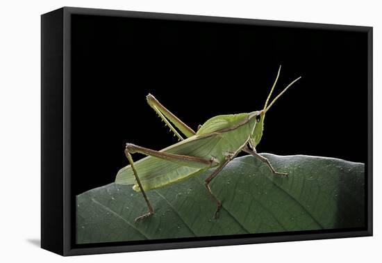 Prionolopha Serrata (Serrate Lubber Grasshopper)-Paul Starosta-Framed Premier Image Canvas