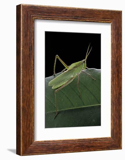 Prionolopha Serrata (Serrate Lubber Grasshopper)-Paul Starosta-Framed Photographic Print