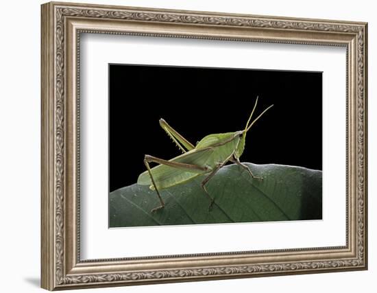 Prionolopha Serrata (Serrate Lubber Grasshopper)-Paul Starosta-Framed Photographic Print