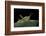 Prionolopha Serrata (Serrate Lubber Grasshopper)-Paul Starosta-Framed Photographic Print