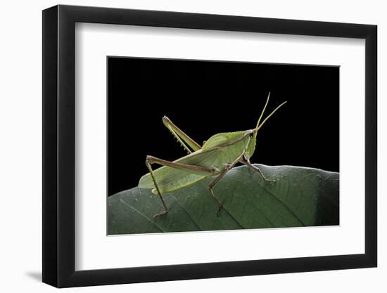 Prionolopha Serrata (Serrate Lubber Grasshopper)-Paul Starosta-Framed Photographic Print