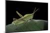 Prionolopha Serrata (Serrate Lubber Grasshopper)-Paul Starosta-Mounted Photographic Print