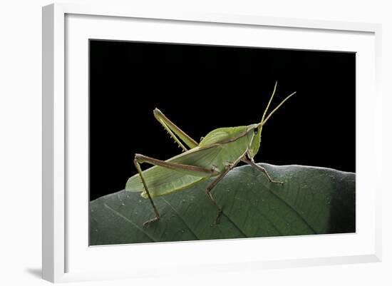 Prionolopha Serrata (Serrate Lubber Grasshopper)-Paul Starosta-Framed Photographic Print