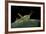 Prionolopha Serrata (Serrate Lubber Grasshopper)-Paul Starosta-Framed Photographic Print