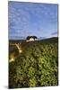 Private House, Wild Roses, Sylt (Island), Schleswig-Holstein, Germany-Rainer Mirau-Mounted Photographic Print