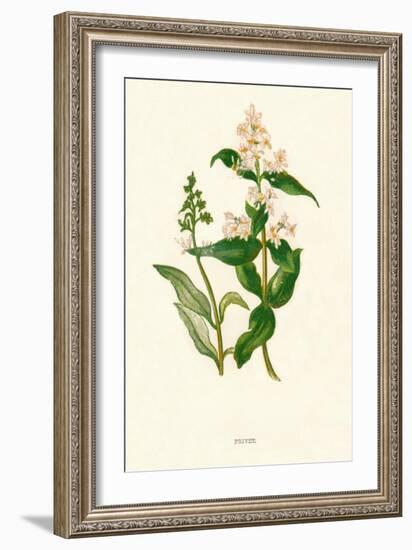 'Privet', c1891, (1891)-Anne Pratt-Framed Giclee Print