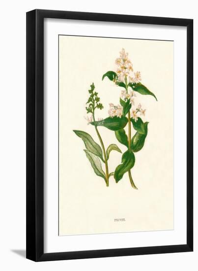 'Privet', c1891, (1891)-Anne Pratt-Framed Giclee Print