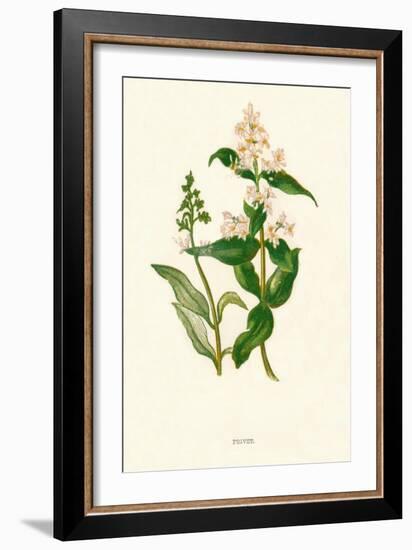 'Privet', c1891, (1891)-Anne Pratt-Framed Giclee Print