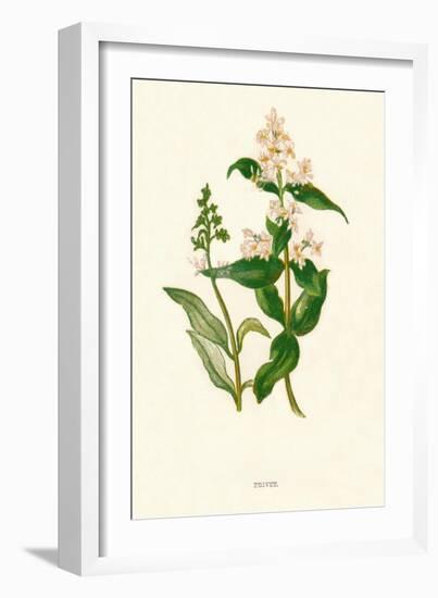 'Privet', c1891, (1891)-Anne Pratt-Framed Giclee Print