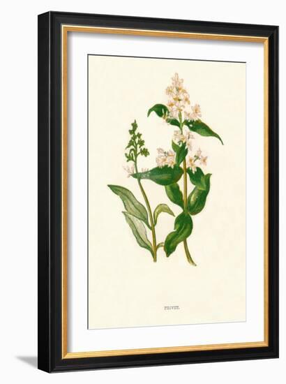 'Privet', c1891, (1891)-Anne Pratt-Framed Giclee Print