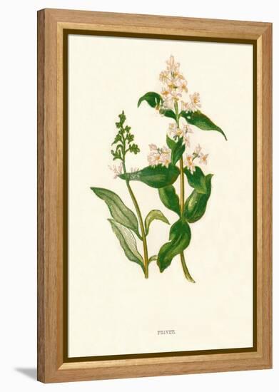 'Privet', c1891, (1891)-Anne Pratt-Framed Premier Image Canvas