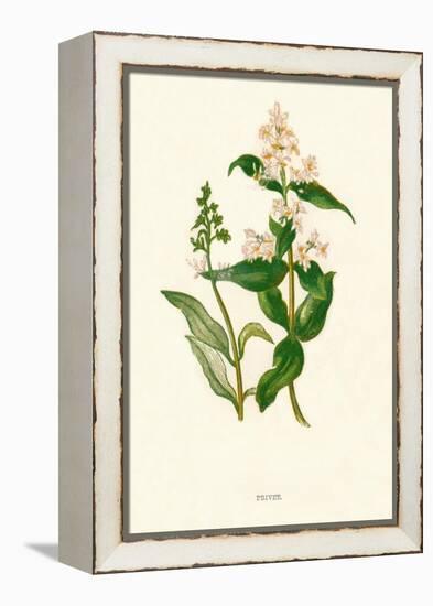 'Privet', c1891, (1891)-Anne Pratt-Framed Premier Image Canvas