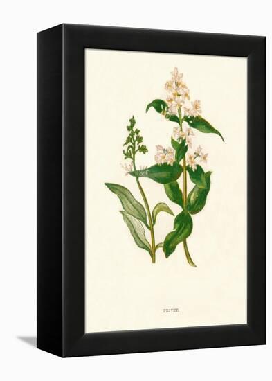 'Privet', c1891, (1891)-Anne Pratt-Framed Premier Image Canvas