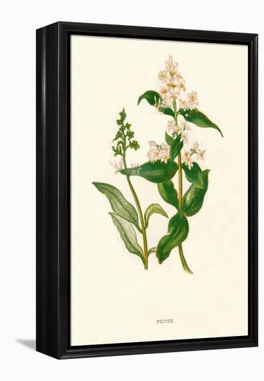 'Privet', c1891, (1891)-Anne Pratt-Framed Premier Image Canvas