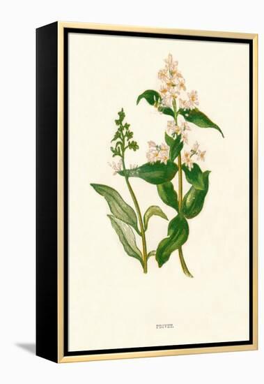 'Privet', c1891, (1891)-Anne Pratt-Framed Premier Image Canvas