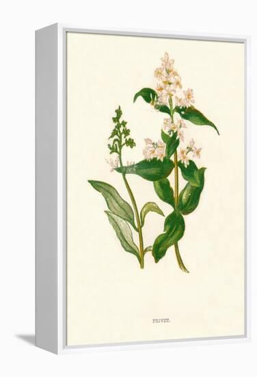 'Privet', c1891, (1891)-Anne Pratt-Framed Premier Image Canvas