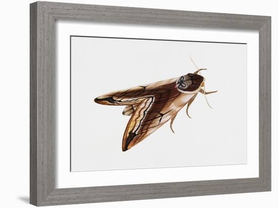 Privet Hawk Moth (Sphinx Ligustri), Sphingidae, Artwork by Rebecca Hardy-null-Framed Giclee Print