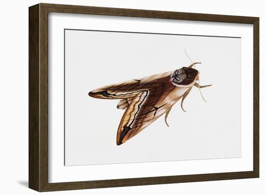 Privet Hawk Moth (Sphinx Ligustri), Sphingidae, Artwork by Rebecca Hardy-null-Framed Giclee Print