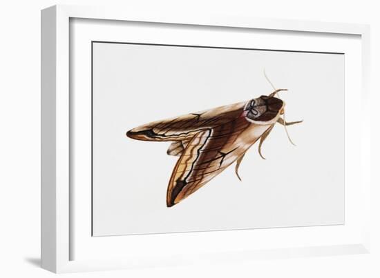 Privet Hawk Moth (Sphinx Ligustri), Sphingidae, Artwork by Rebecca Hardy-null-Framed Giclee Print