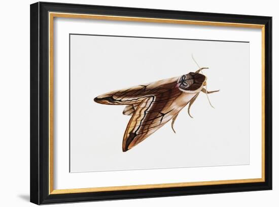 Privet Hawk Moth (Sphinx Ligustri), Sphingidae, Artwork by Rebecca Hardy-null-Framed Giclee Print