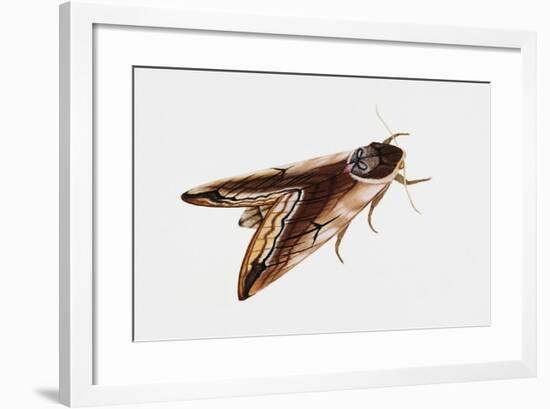 Privet Hawk Moth (Sphinx Ligustri), Sphingidae, Artwork by Rebecca Hardy-null-Framed Giclee Print